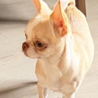 Femelle chihuahua #2