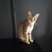 Vend savannah f6
