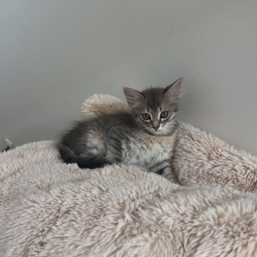 Brandy, adorable chaton à l'adoption #3