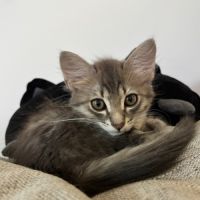 Brandy, adorable chaton à l'adoption