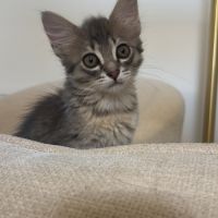Brandy, adorable chaton à l'adoption #2