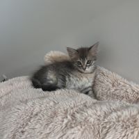 Brandy, adorable chaton à l'adoption #3