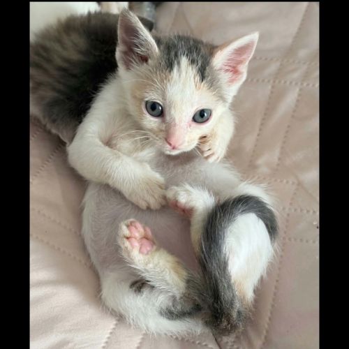 Blanche, adorable chaton à l'adoption #0