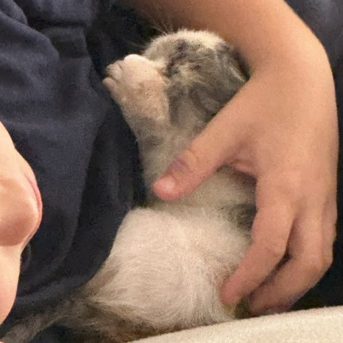 Blanche, adorable chaton à l'adoption #2