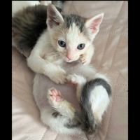Blanche, adorable chaton à l'adoption