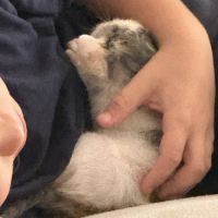 Blanche, adorable chaton à l'adoption #2