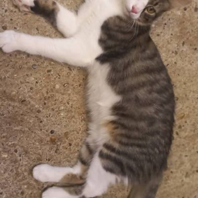 Odin & olympe, duo à l'adoption #1