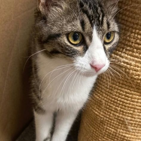 Odin & olympe, duo à l'adoption #4