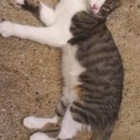 Odin & olympe, duo à l'adoption #1