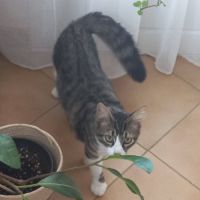 Odin & olympe, duo à l'adoption #2