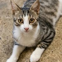 Odin & olympe, duo à l'adoption #3