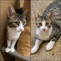 Odin & olympe, duo à l'adoption