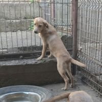 Cheyenne bébé sortie de fourrière en roumanie