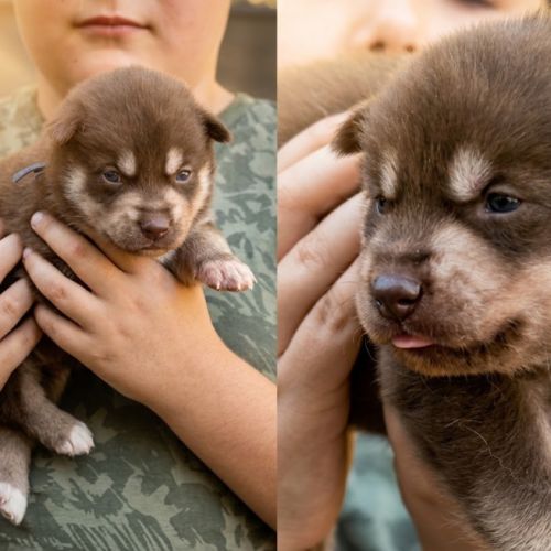 Chiot husky lof #1