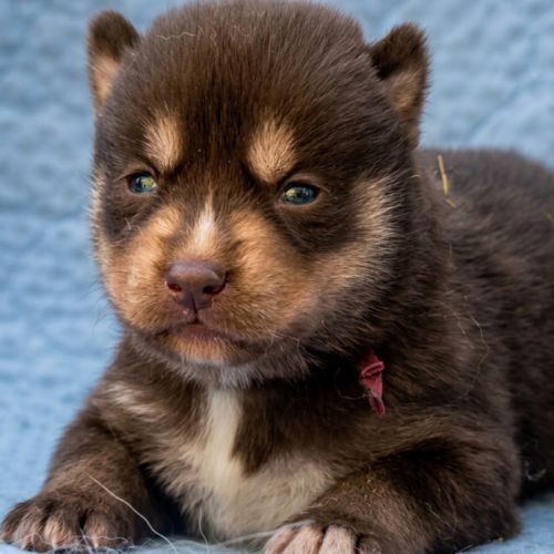 Chiot husky lof #2