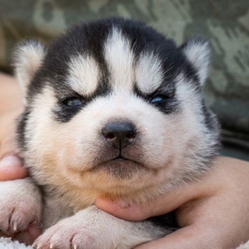 Chiot husky lof #0