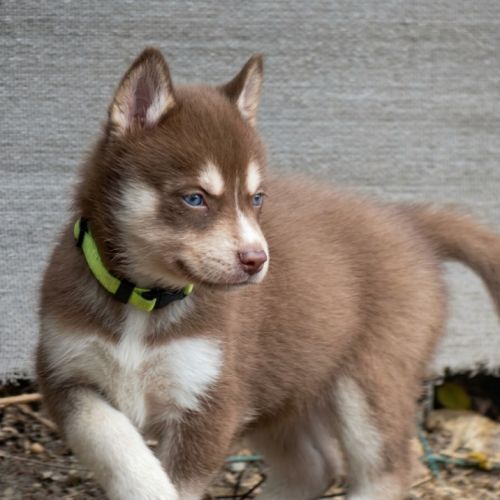 Chiot husky lof