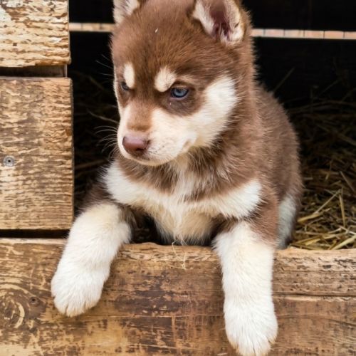 Chiot husky lof