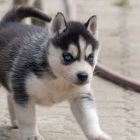 Chiot husky lof