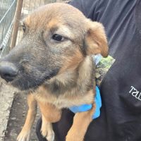 Taiss bébé sortie de fourrière en roumanie