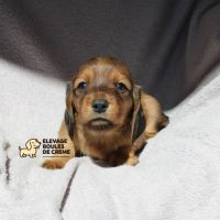 Chiots teckels nains à poils longs à réserver