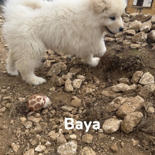 Chiots samoyède #2