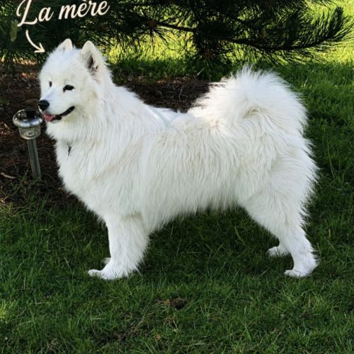 Chiots samoyède