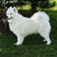 Chiots samoyède #0