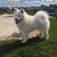 Chiots samoyède #5