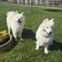 Chiots samoyède #6