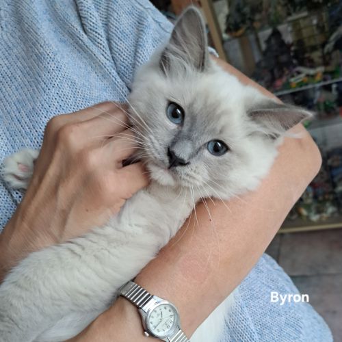 Chatons ragdoll à vendre #1