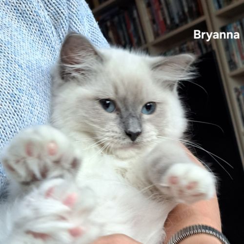 Chatons ragdoll à vendre