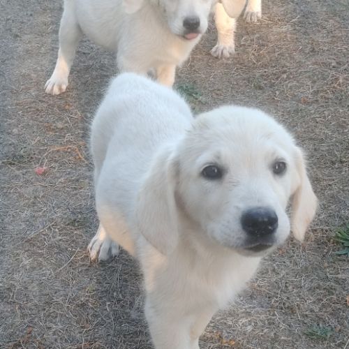 2 femelles labrador x golden a vendre