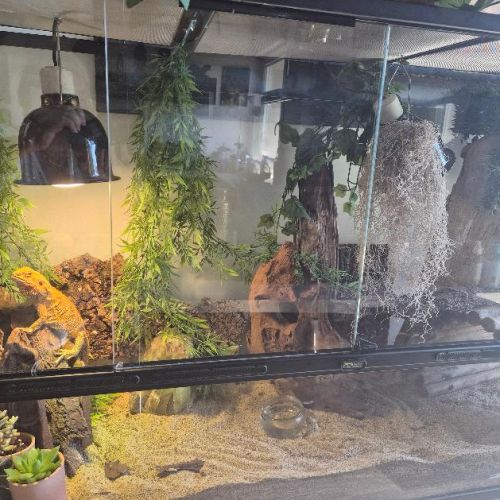 Pogona avec terrarium dimension 130x75x44
