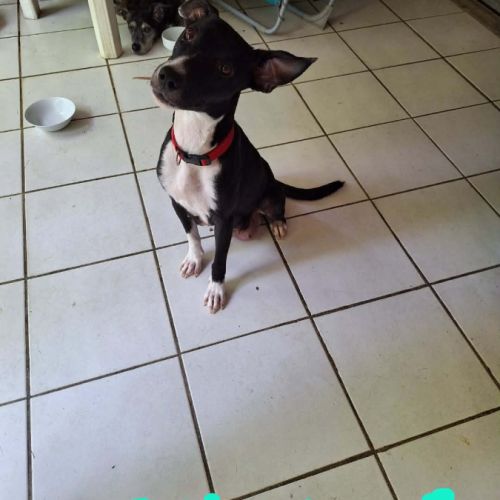 Chance,  une compagne adorable