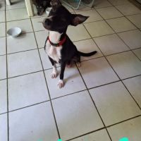 Chance,  une compagne adorable