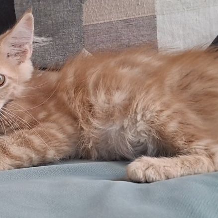 Chaton mâle maine coon loof #1