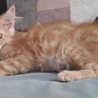 Chaton mâle maine coon loof #1