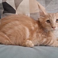 Chaton mâle maine coon loof