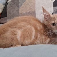 Chaton mâle maine coon loof #3