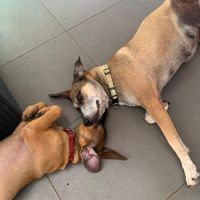 Bandit, le voleur de coeurs #4