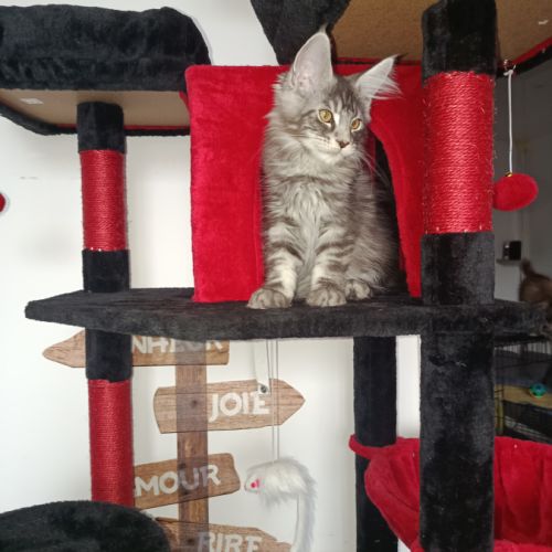 Magnifique chatons loof #1