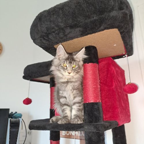 Magnifique chatons loof #0