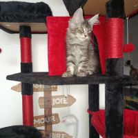 Magnifique chatons loof #1