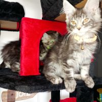 Magnifique chatons loof #2