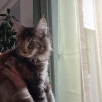 Magnifique chatons loof #3