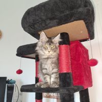 Magnifique chatons loof