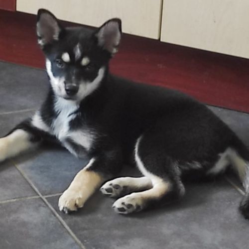 Adorable pomsky noire & fauve aux yeux marrons