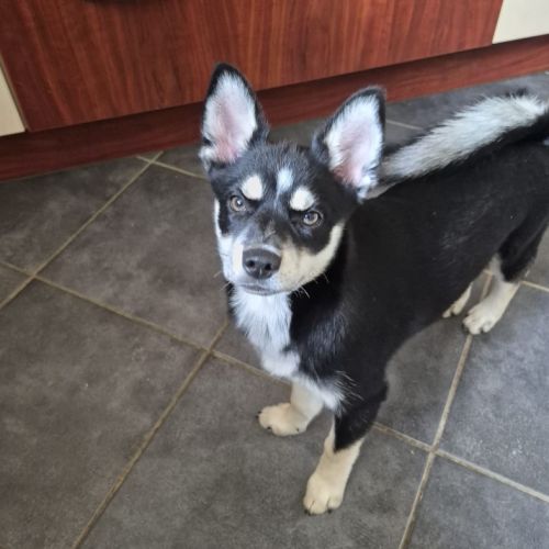 Adorable pomsky noire & fauve aux yeux marrons #2