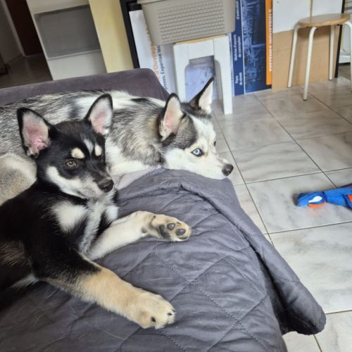 Adorable pomsky noire & fauve aux yeux marrons #3